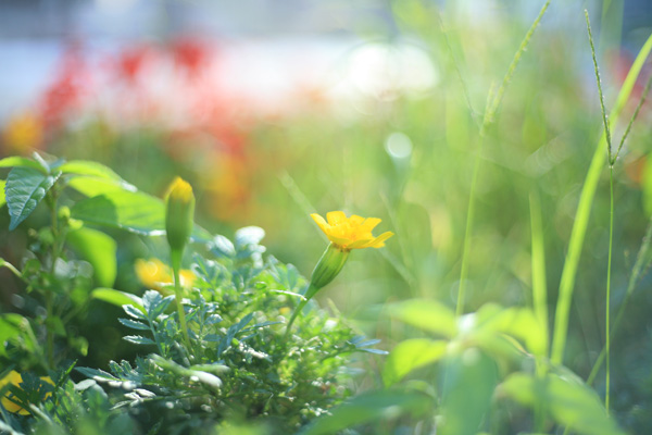 美品】Yashica ML 50mm F1.7 - レンズ(単焦点)